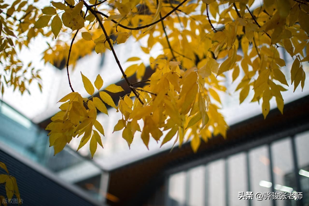 最新211大学排名：前10北京占6所，北邮第一